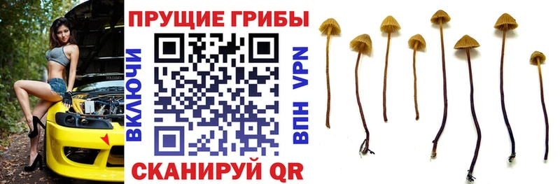 Псилоцибиновые грибы ЛСД  Гвардейск 